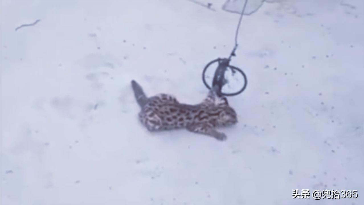 贵州男子为保护庄稼,在玉米地里设置了一个陷阱,结果摊上事了