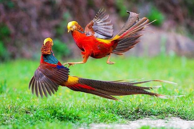 66岁大叔深山放羊发现金凤凰,老汉深山放羊发现金凤凰是什么