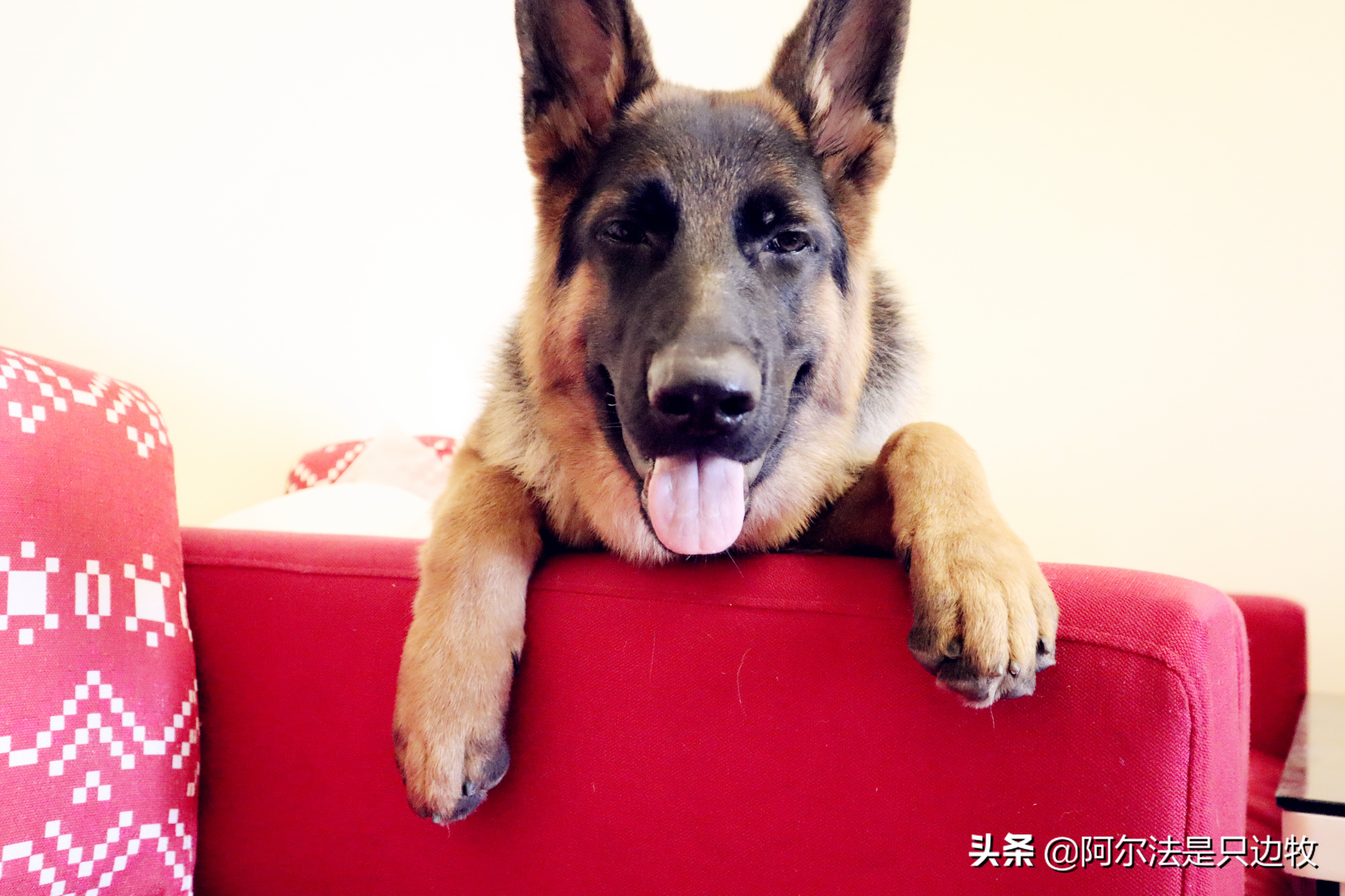 边牧如何减肥才更健康科学,德牧吃什么增高增肥快一点