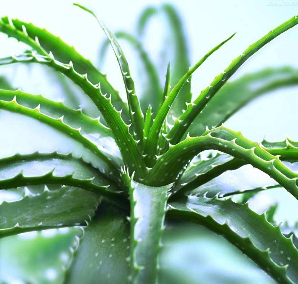 适合放在楼梯角落的植物,适合摆客厅角落的大型植物