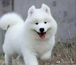 萨摩耶属于第几傻,二哈和萨摩耶哪个傻