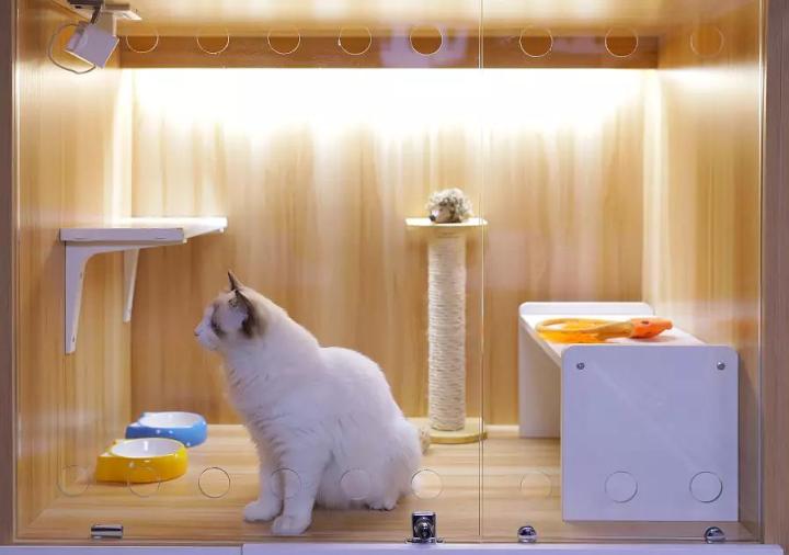 新手养猫注意事项及解决方法,新手养猫注意事项以及幼猫到新家