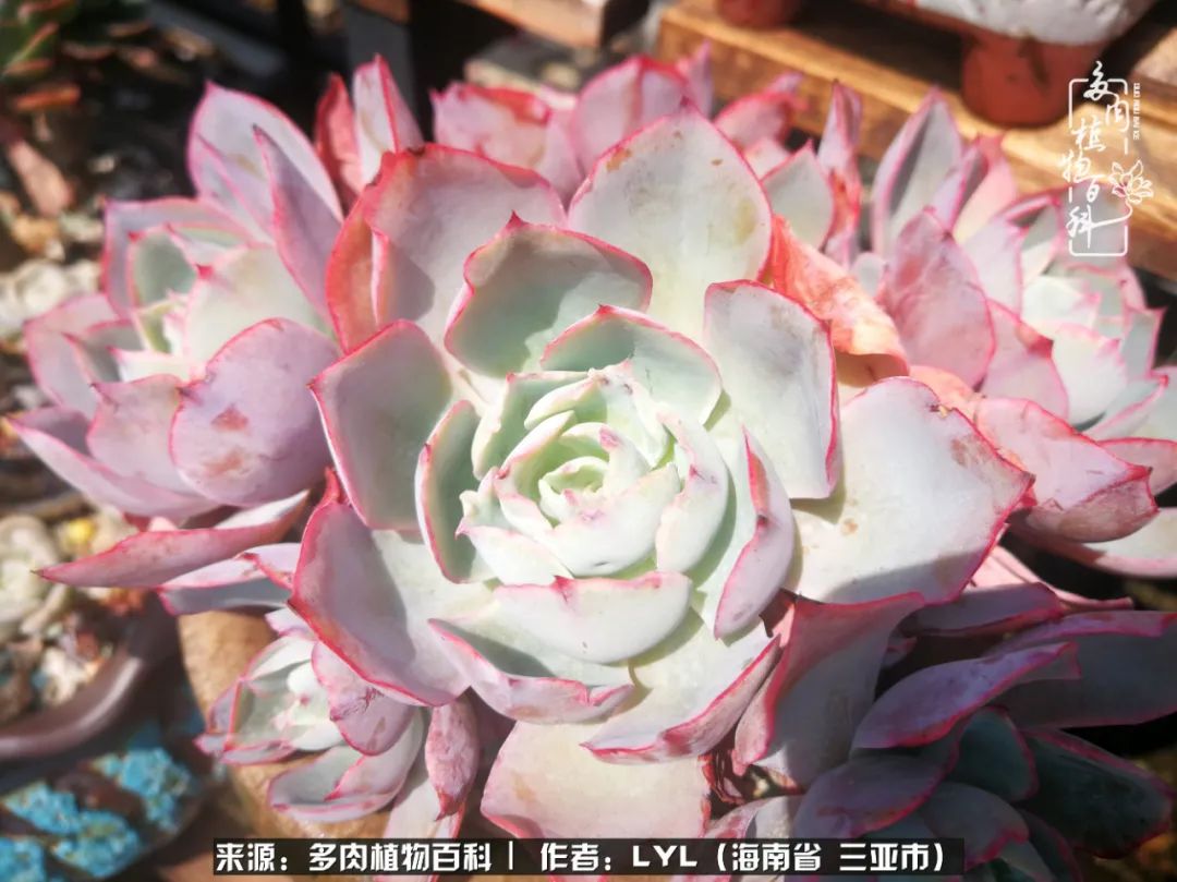 开挂区养多肉,非开挂区怎么把多肉养出状态