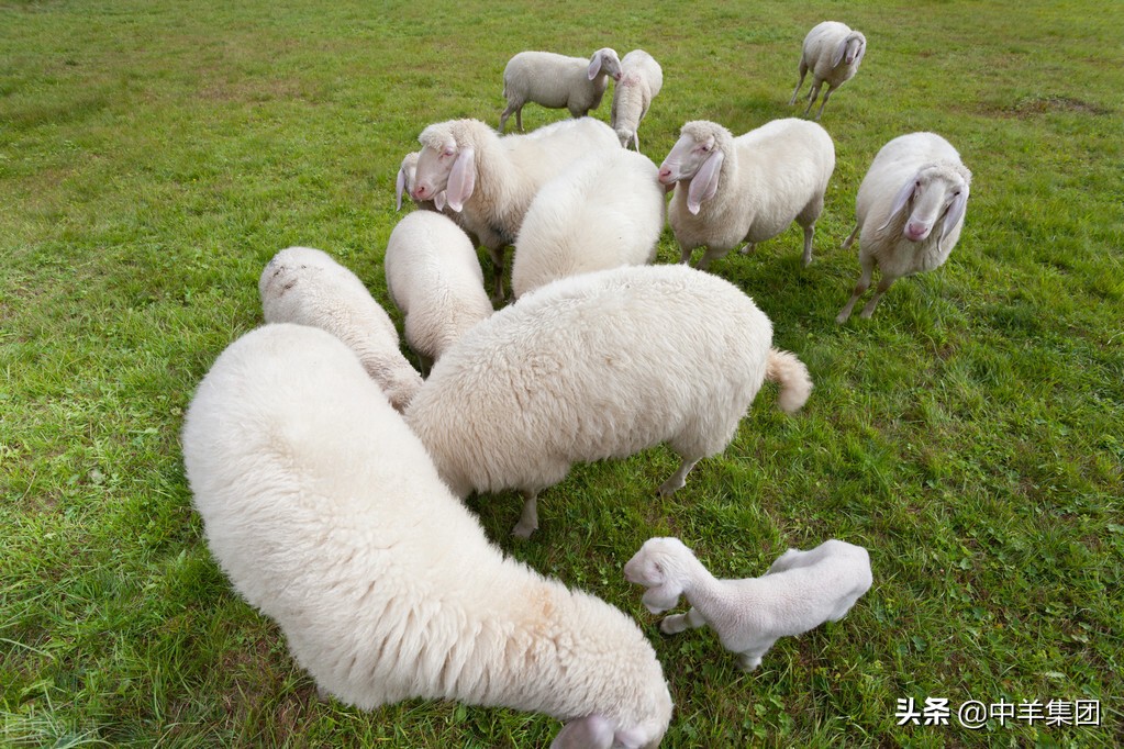 中羊集团养羊,养商品羊的利润与成本真实