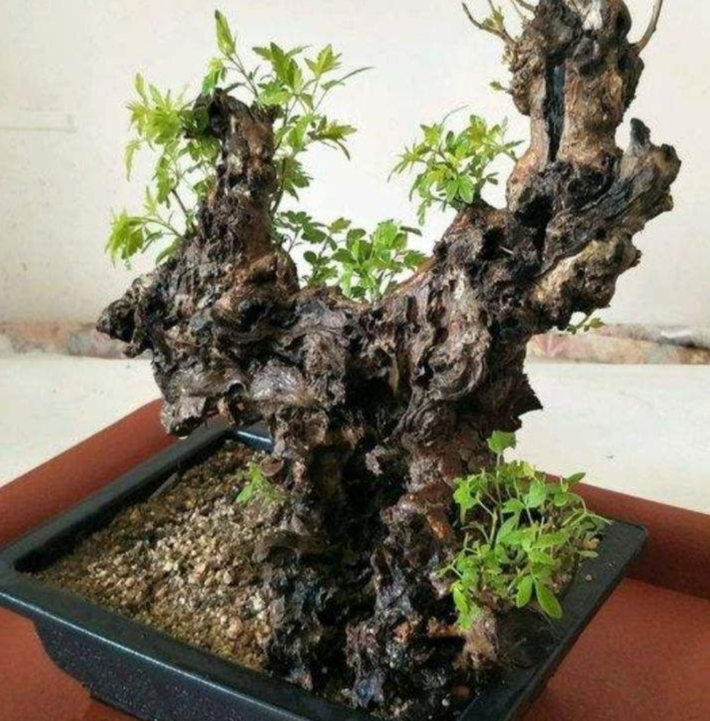 山上适合做盆景的树,山上有什么树做盆景