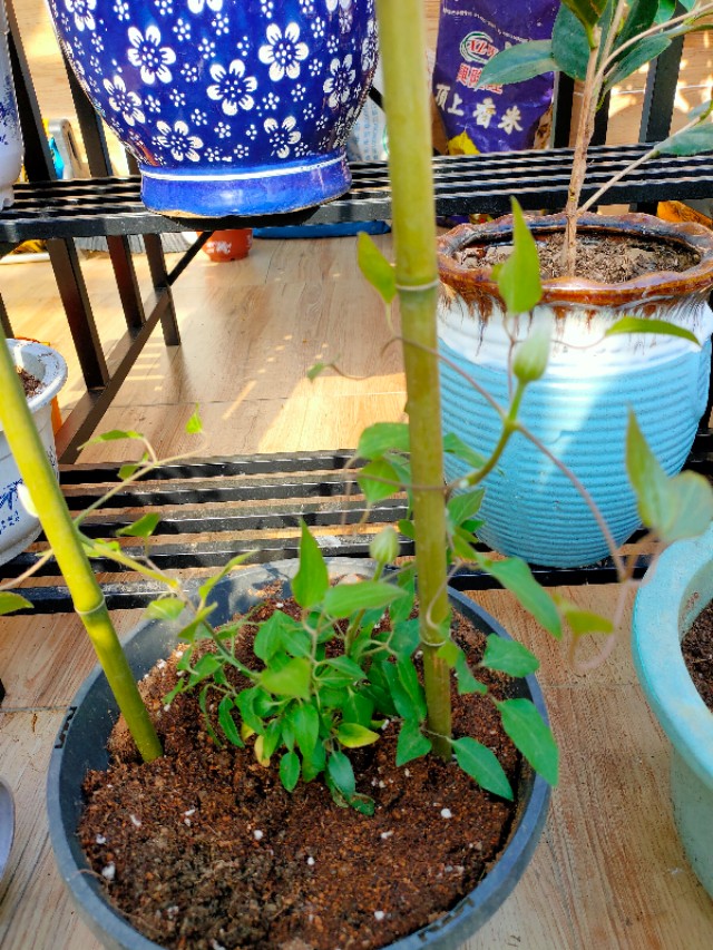 自制花架省钱又漂亮,自制花架全部教程