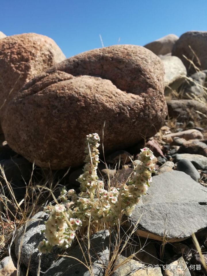 哈密戈壁之花图片,戈壁之花