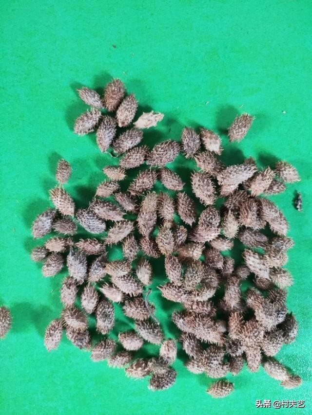 治鼻炎用炒苍耳子还是生苍耳子,苍耳子治鼻炎生熟有什么不同