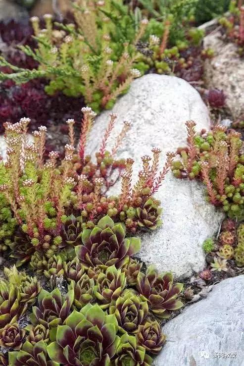 多肉发黄变软的叶子应怎么处理,多肉叶子发软发黄是什么原因呢