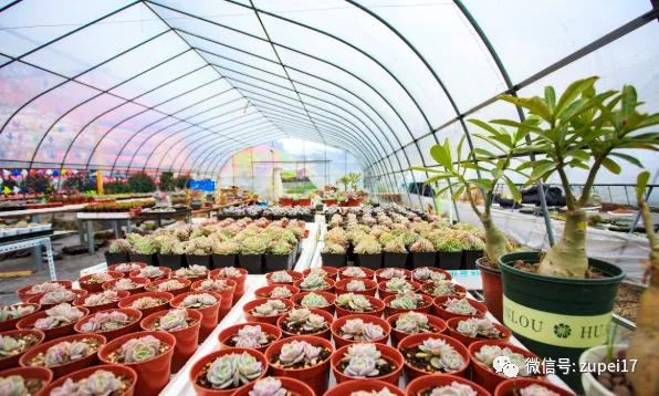 小型温室大棚用什么样的大棚,塑料大棚对比玻璃大棚