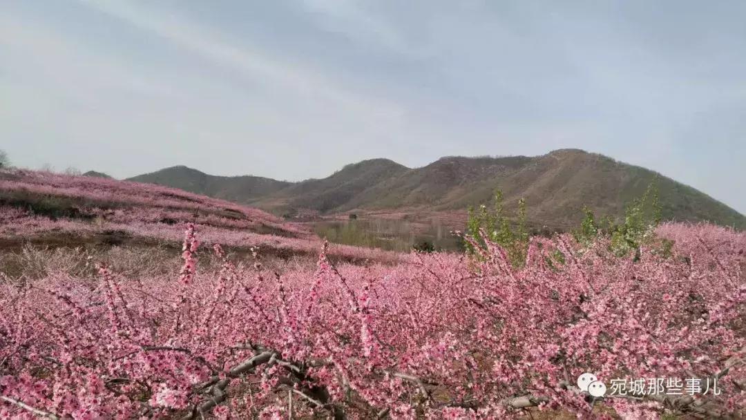 南阳老徐,河南南阳老徐最新视频