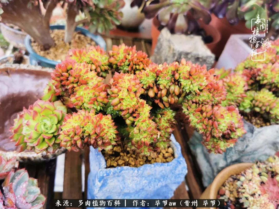 有多少次的会心一笑，全因多肉！那是一种心间流出的甜