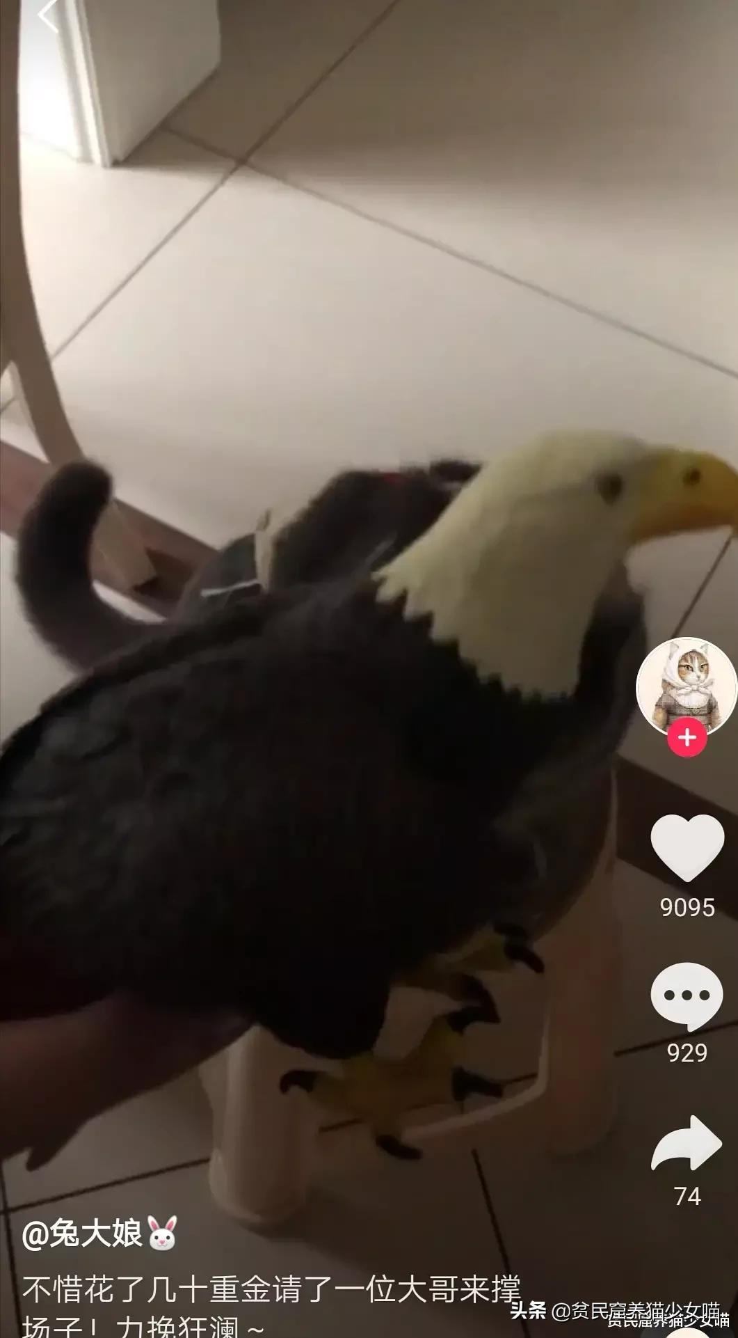 鸟的报复,鸟的报复心有多强