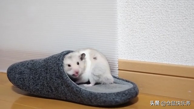 仓鼠半夜跑出笼子怎么找,仓鼠半夜在笼子里跑来跑去