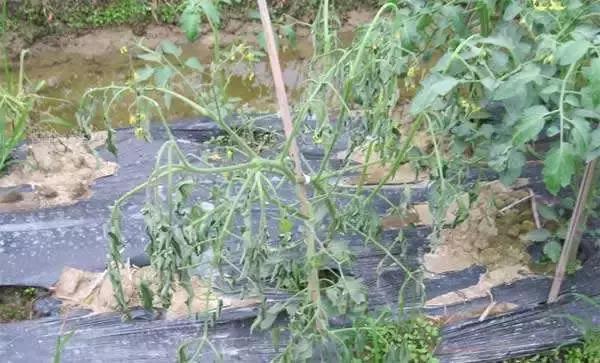 蔬菜细菌病害有哪些药,植物真菌细菌病害用什么药