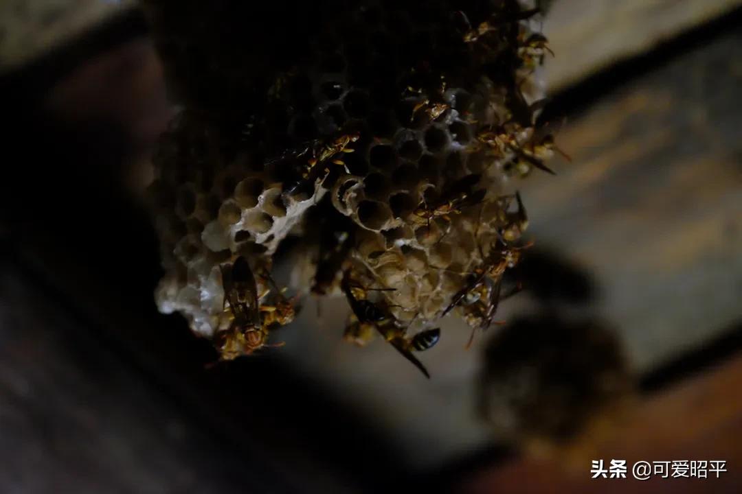 贺州昭平长寿之乡,昭平县百年炮楼图片