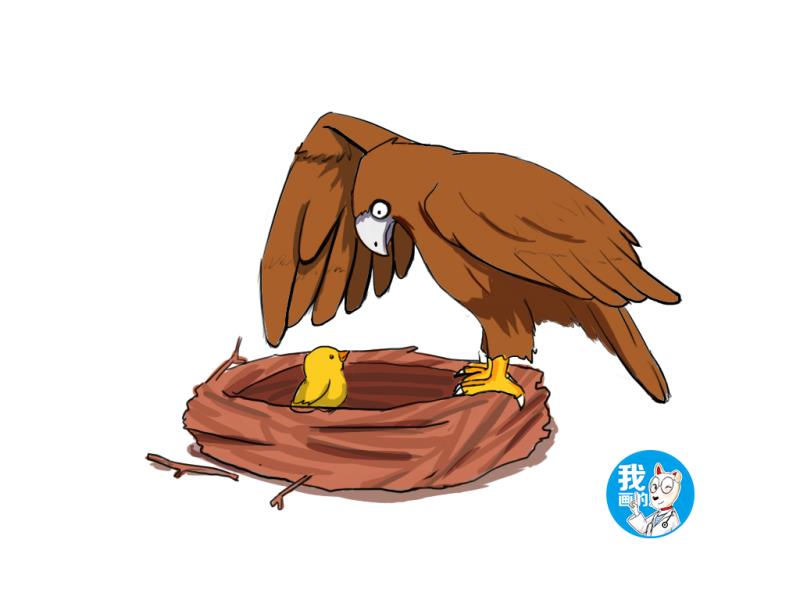 在老鹰孵蛋时把鹰蛋换成鸭蛋,老鹰孵蛋一般什么情况下会弃窝