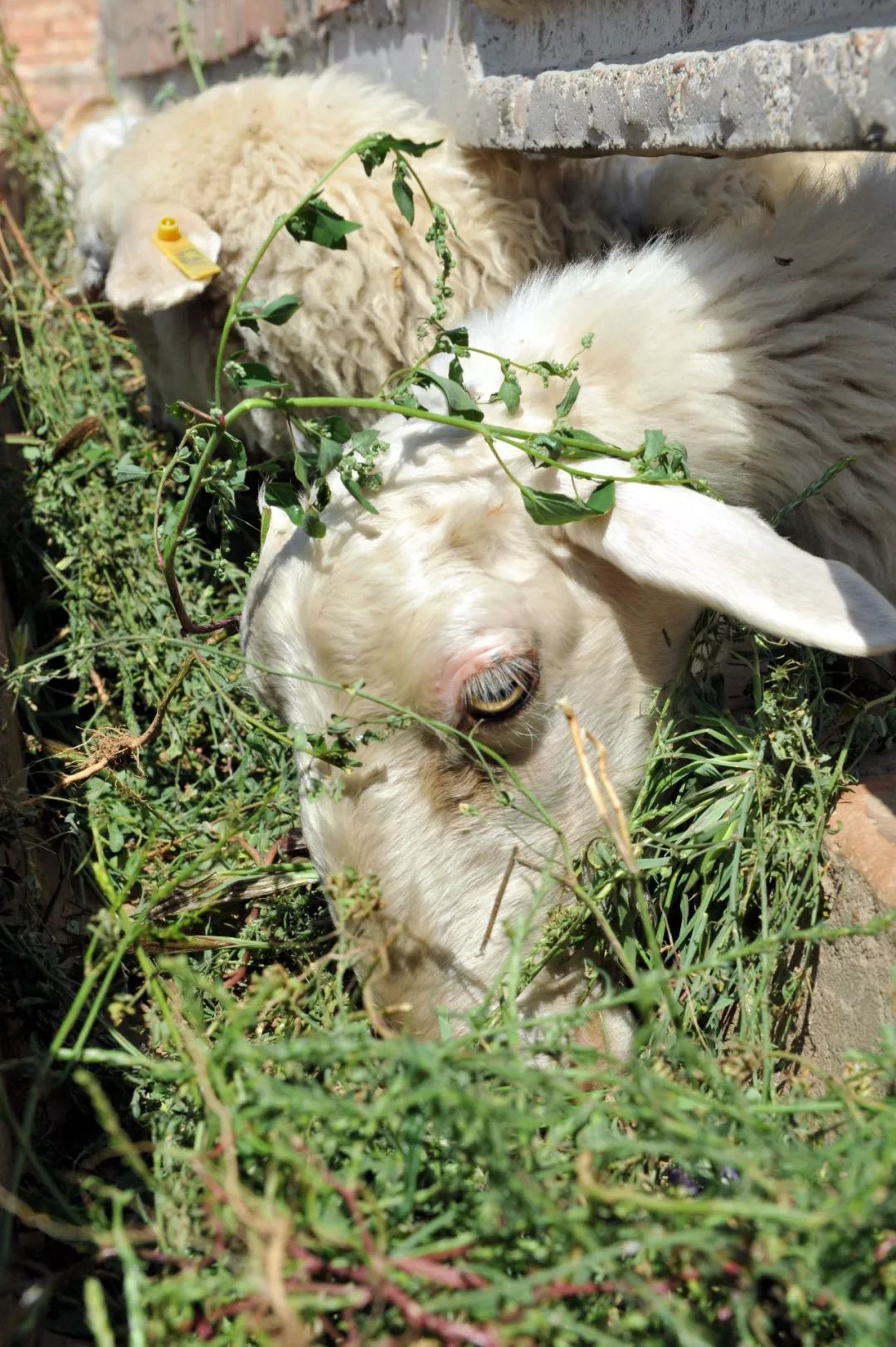 内蒙羊肉与盐池滩羊肉,新疆羊肉和盐池滩羊肉