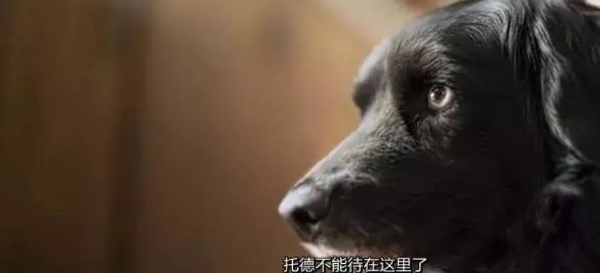 田园牧歌有哪些,田园牧歌纪录片