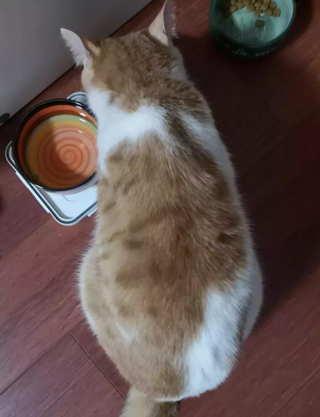 给它们一个家|线上宠物领养日,201903102