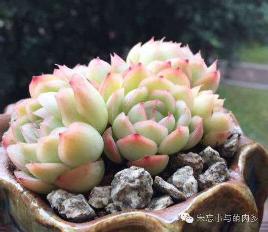 多肉月影系有哪些品种,月影系多肉品种大全