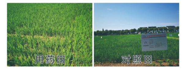 龙灯农药嘧菌酯,龙灯农药杀菌剂