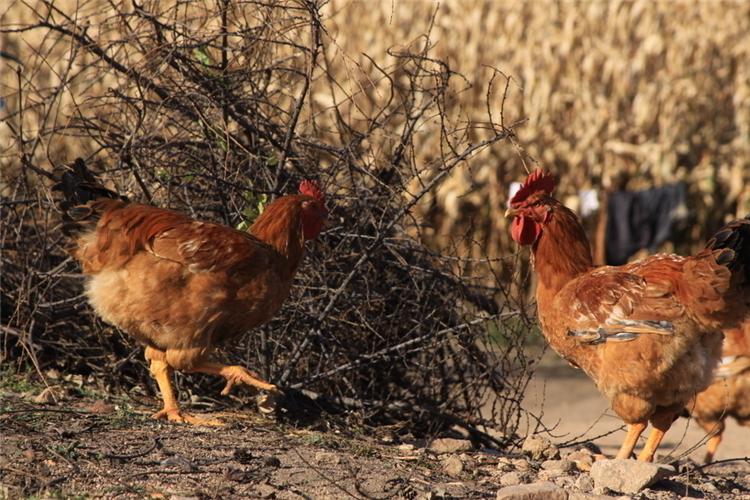 柴鸡的养殖技术教程,柴鸡养殖技术有哪些