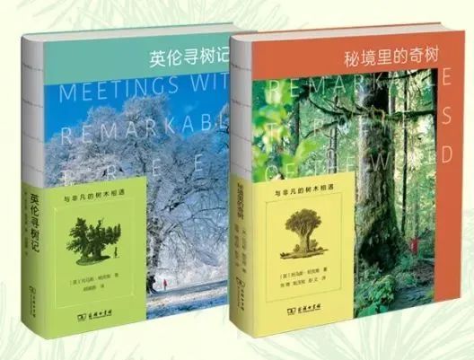 李世民栽的银杏树的价值,1400年李世民亲手栽的银杏树图