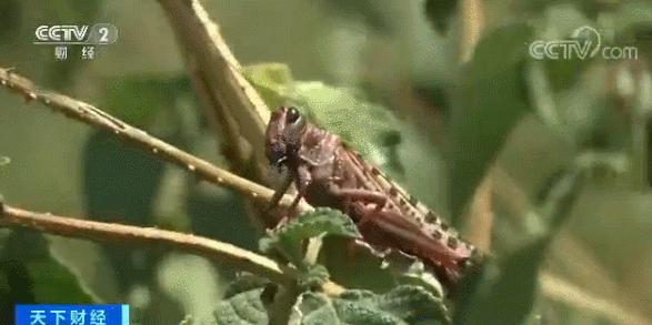 4000亿蝗虫为什么会出现,蝗虫为什么无法灭绝