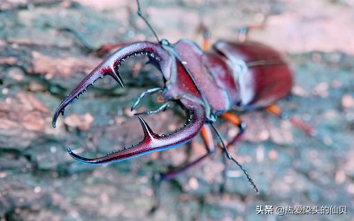 什么是宠物昆虫锹甲,锹甲虫宠物