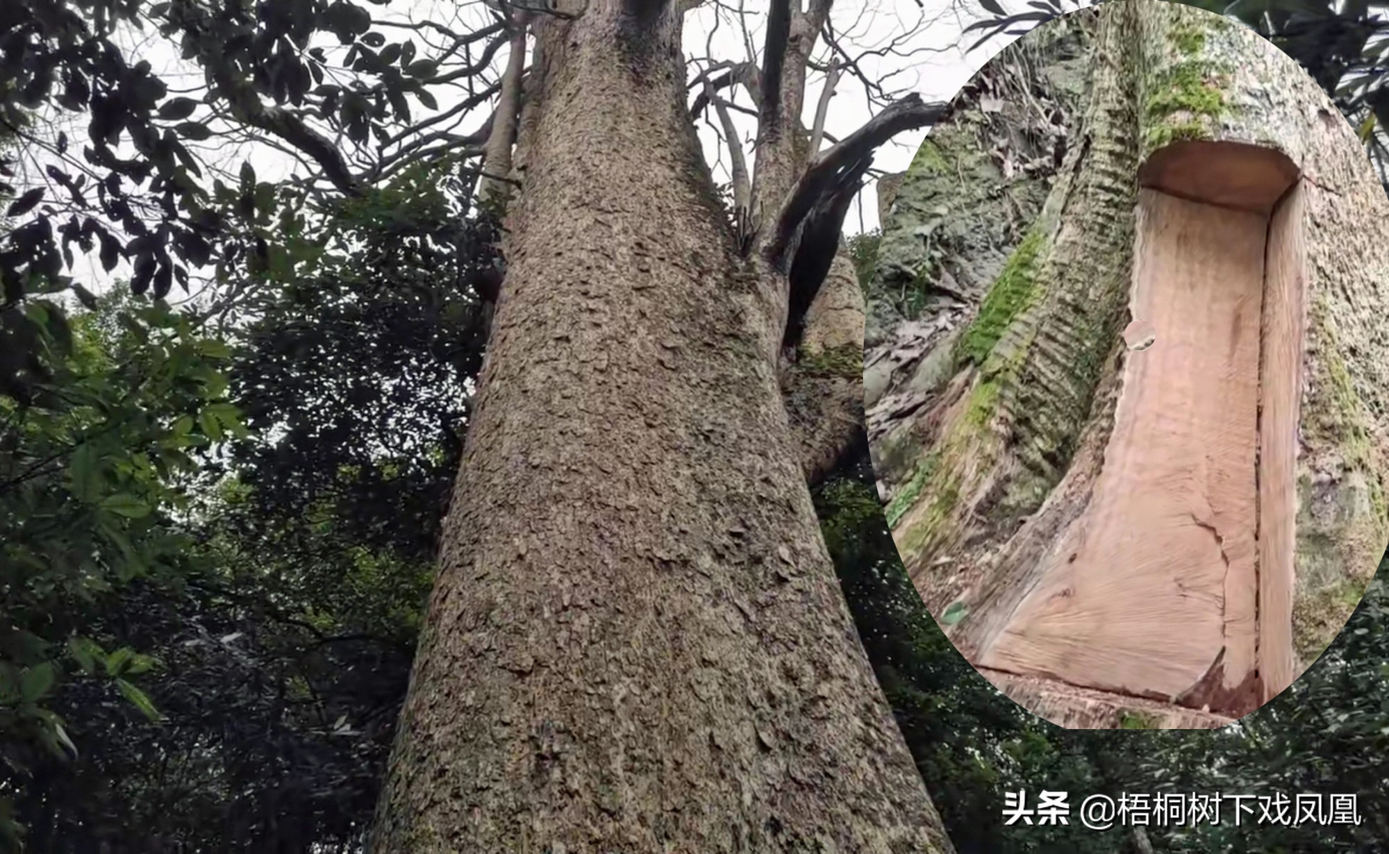 楠木棺木的真实故事,考古专家挖出200年前的古棺