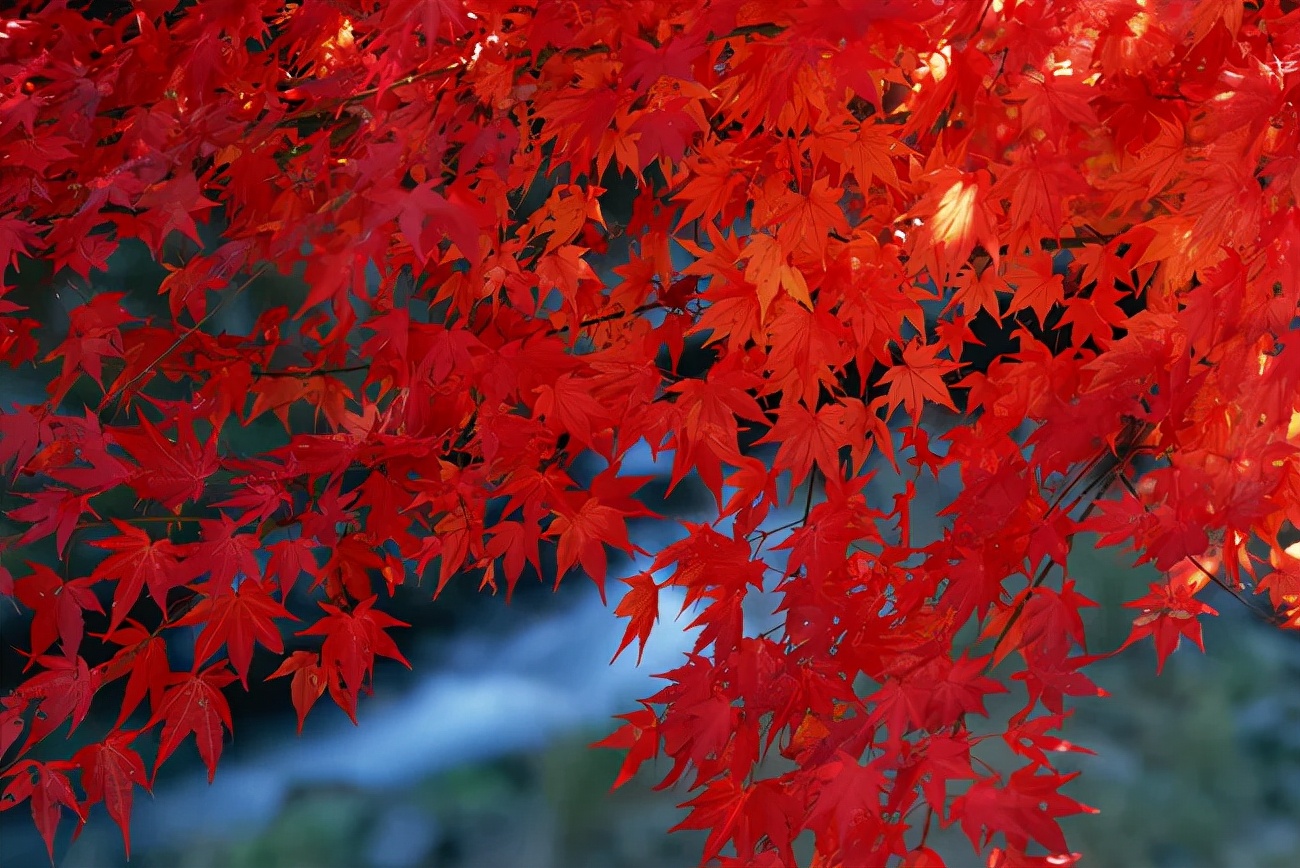 红叶诗词100首,32首唯美红叶诗词静赏绚烂秋日