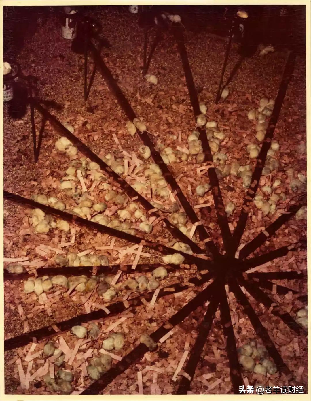 老鼠乌托邦实验什么现象,老鼠乌托邦的十种沉沦的表现