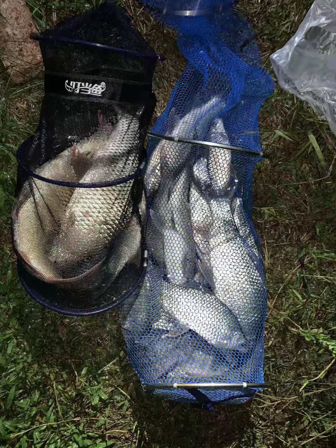 春钓鲮鱼用什么饵最好,钓鲮鱼的技巧和方法