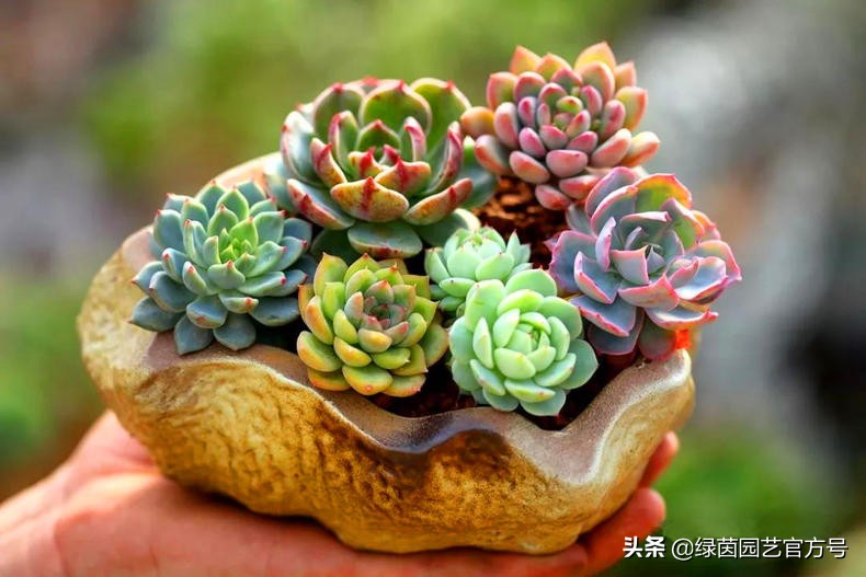 为什么我的肉肉总是徒长,肉肉越来越瘦是怎么回事