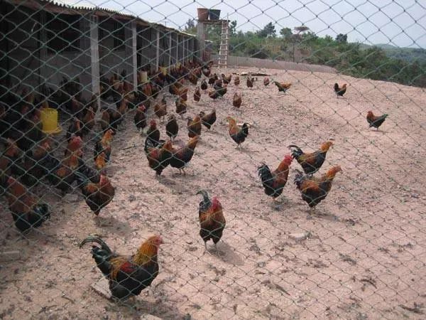 鸡盲肠肝炎用什么药效果好呢,鸡盲肠肝炎症状及图片