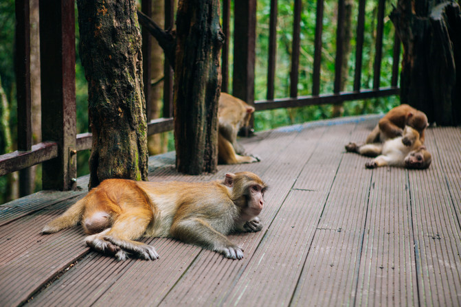 昆明西双版纳沿途的景点有哪些,昆明至西双版纳沿途旅游景点