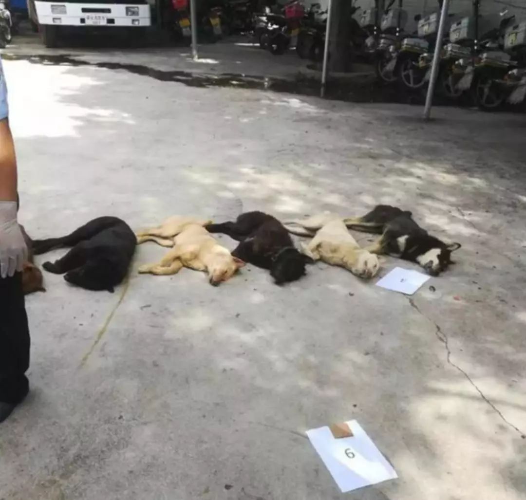 狗贩子收老狗怎么处理,九年高龄的老狗会被狗贩子卖到哪