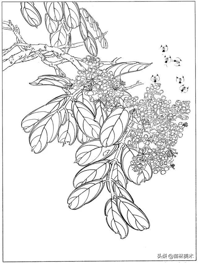 现代国画工笔花鸟白描及完整版,路雨年工笔白描花鸟团扇高清图片