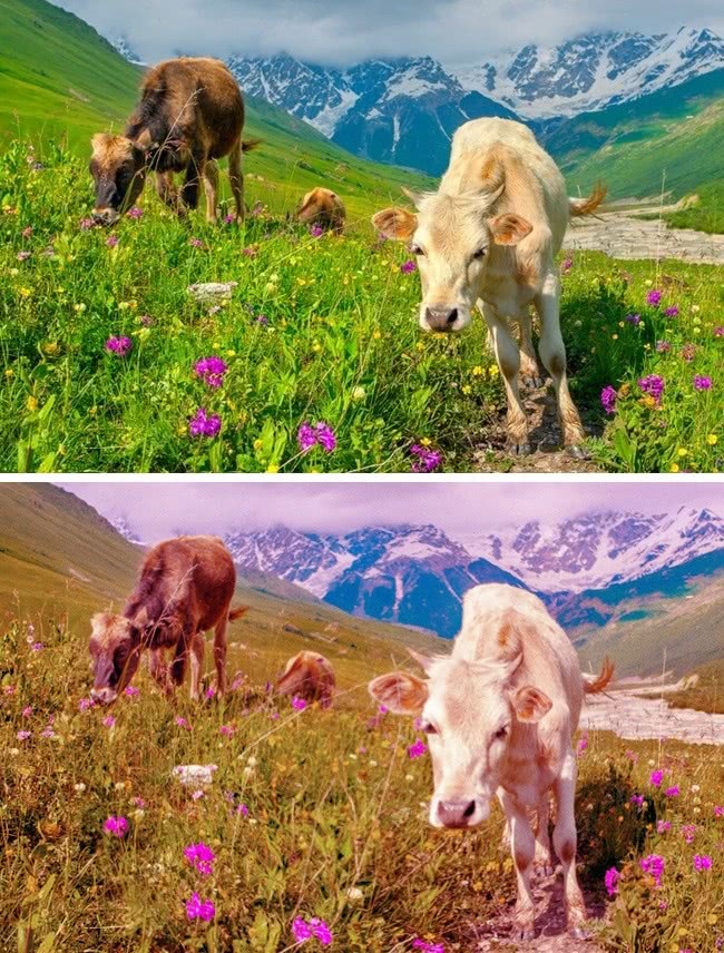 什么动物视力模糊不清,视力与人类一样的动物