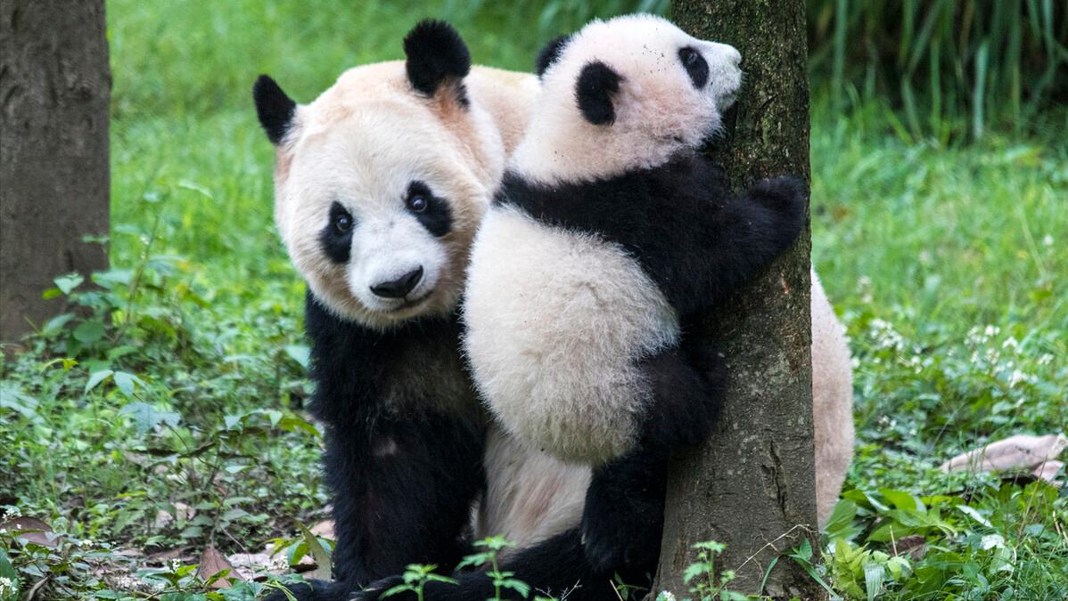 广州长隆有什么野生动物世界,长隆香江酒店长隆野生动物世界店