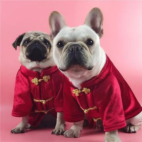 说好的给狗子买衣服呢？碰上不靠谱的铲屎官，狗子有苦难言