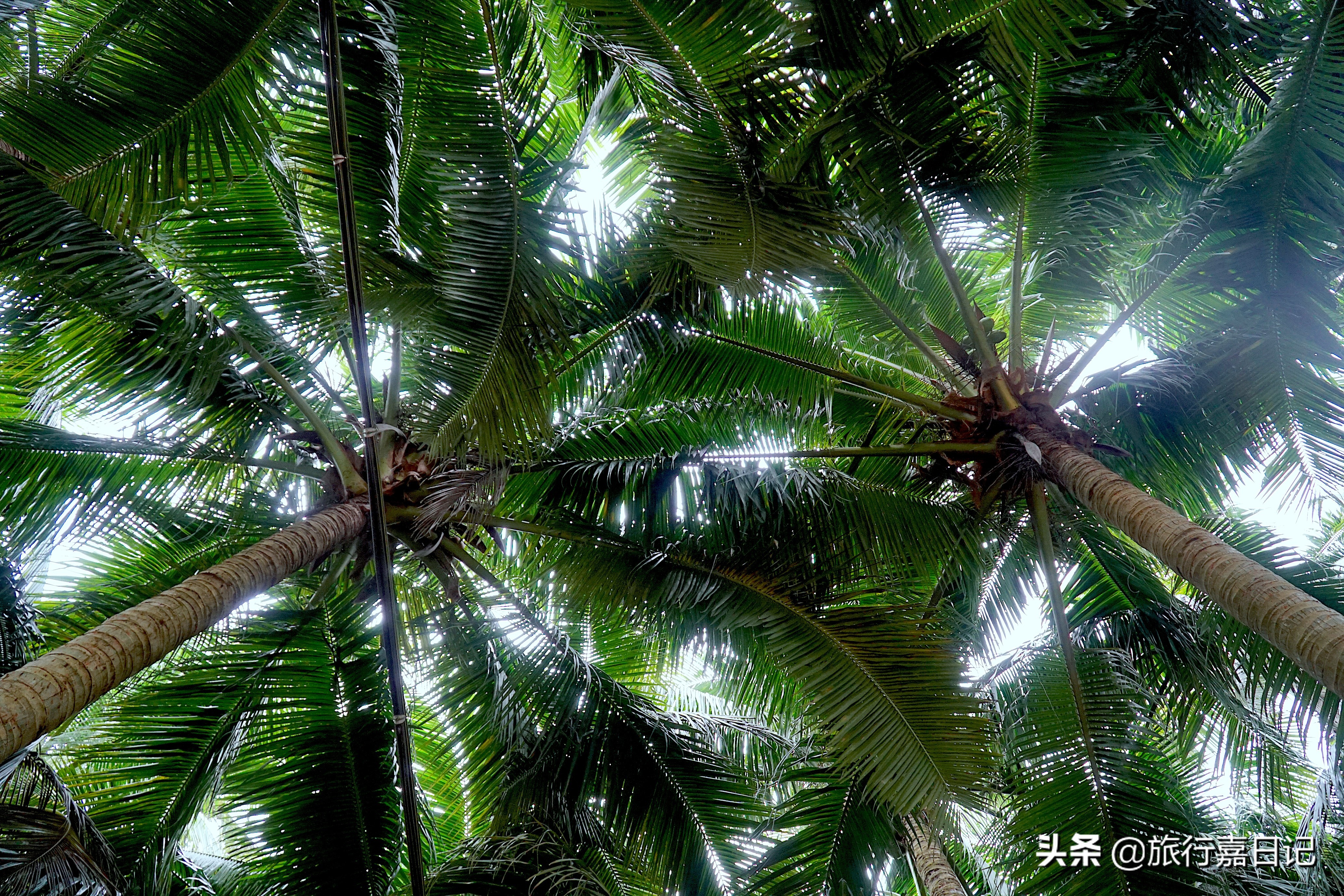 重庆到海南6天自驾游攻略,自驾游重庆到四川4天