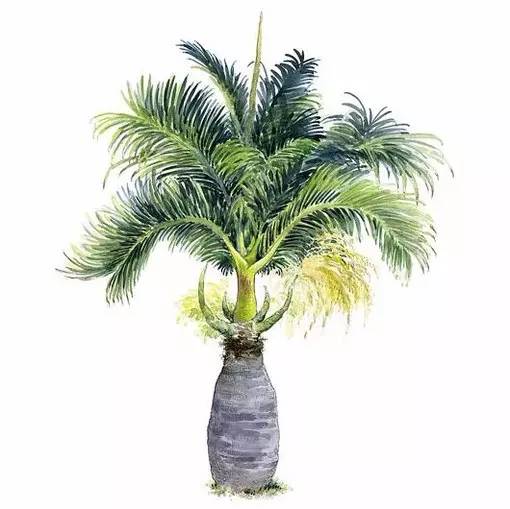 十种不同树叶的画法,五种不同树木的画法简单的