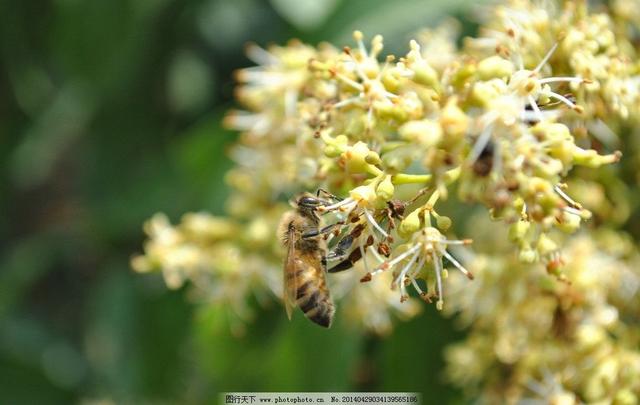 中国荔枝看茂名，茂名荔枝看高州