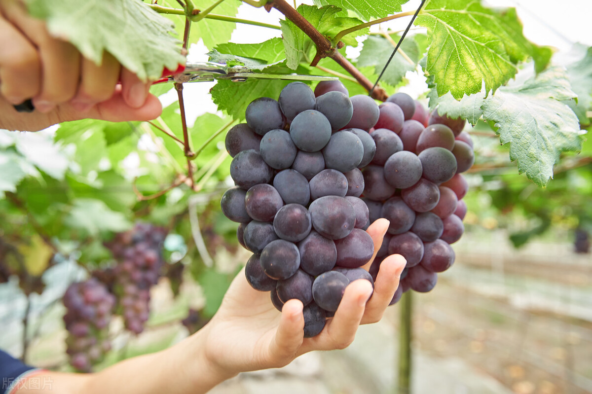 盆栽观果植物有哪些,观果植物具备哪些特征