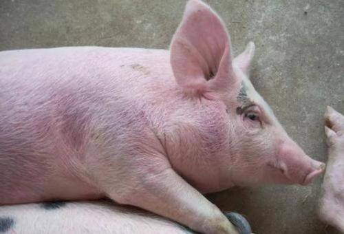 夏季养母猪需要注意什么,养母猪夏季怎样降温