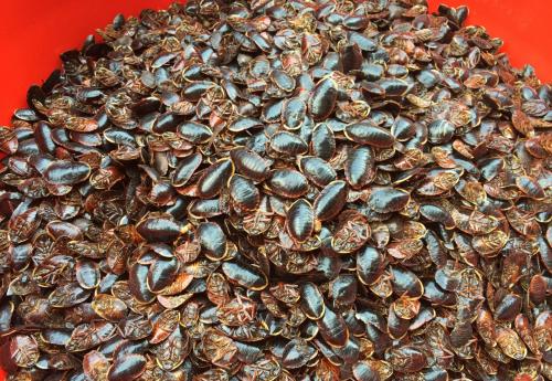 2022土鳖虫养殖有前途吗,土鳖养殖前景怎么样