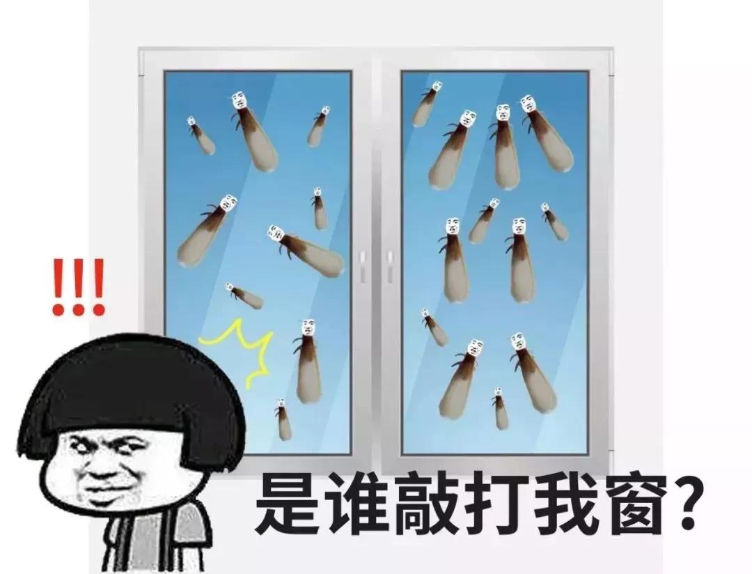大量飞蚁进屋注意事项,广西人看到飞蚁有多兴奋