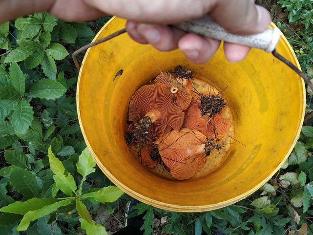 雨后山里长满了蘑菇,雨后野生菌疯长